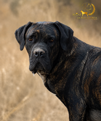 https://chiens-de-france.com/photo/chiens/2022_05/tn200/TN200_202608141536416a7f19e9e339f.png