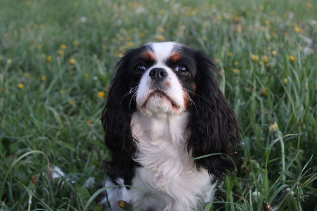 Les Cavalier King Charles Spaniel de l'affixe   Des Perles Du Phénix