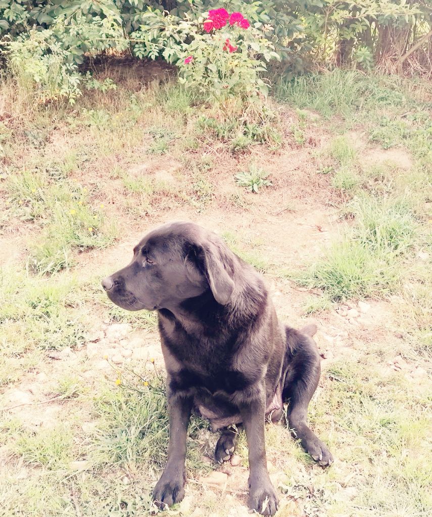 Les Labrador Retriever de l'affixe   De La Mare Au Tilleul