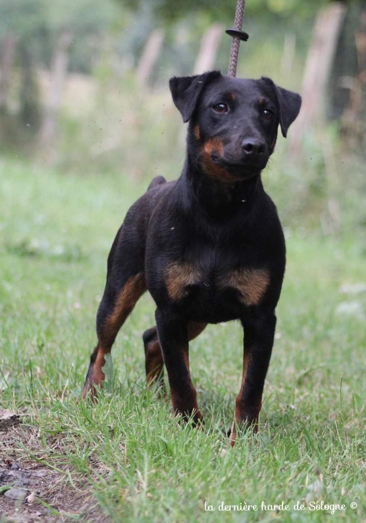 Les Terrier de chasse allemand de l'affixe   De La Foret D'Auge