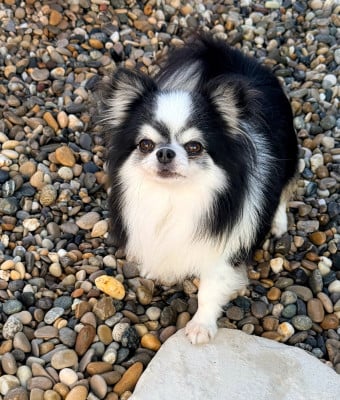 Rupture de stock Des Minis Boss