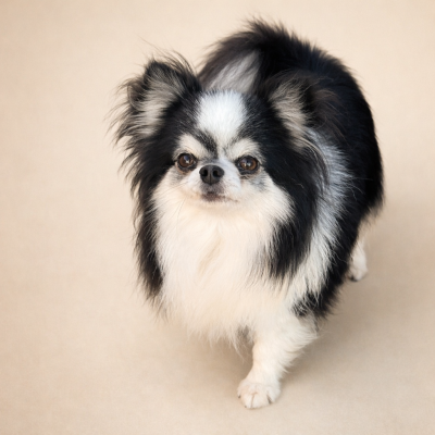 Rupture de stock Des Minis Boss