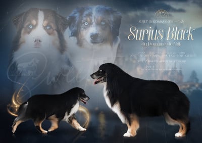 Surius black dit sweet du Domaine de Milk