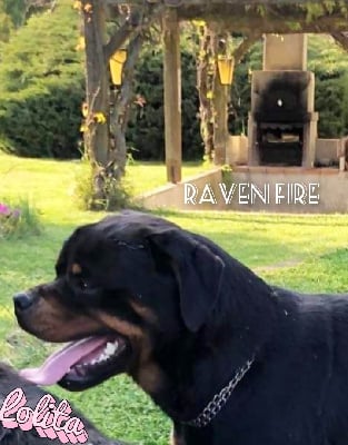 Raven De La Foret De L'elfe Magique