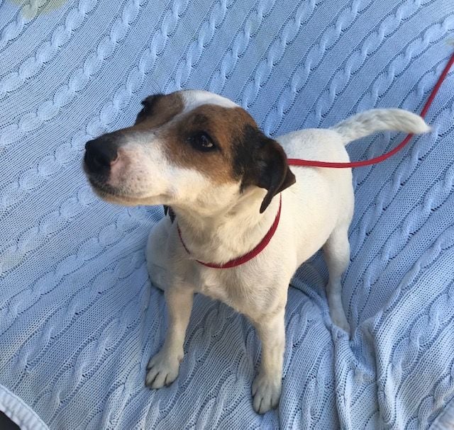 Les Jack Russell Terrier de l'affixe   d'Erland