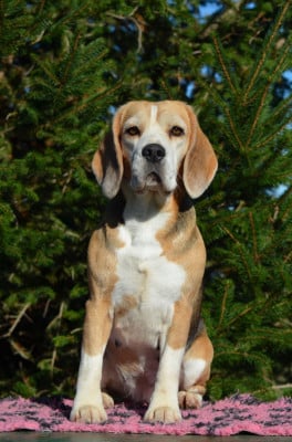 https://chiens-de-france.com/photo/chiens/2022_07/tn200/TN200_202511211904146920a99ee1927.jpeg