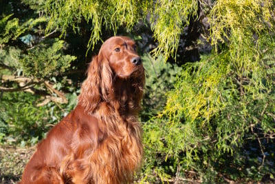 https://chiens-de-france.com/photo/chiens/2022_07/tn200/TN200_2026050114490469f4a1407e93a.jpg
