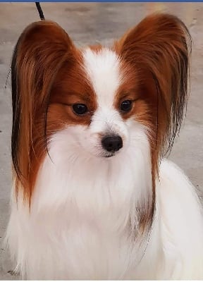 CH. Ozegan de la ferme du couaroil