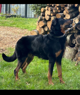 https://chiens-de-france.com/photo/chiens/2022_08/tn200/TN200_2026042817063869f0ccfe6beb6.jpg