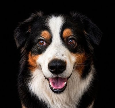 https://chiens-de-france.com/photo/chiens/2022_08/tn200/TN200_202605141143556a05995b69339.jpg