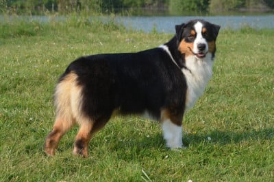 https://chiens-de-france.com/photo/chiens/2022_08/tn200/TN200_202605221622446a1066b46dbb9.jpg