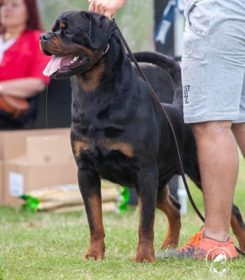 CH. Barney de txurroke de txurroke