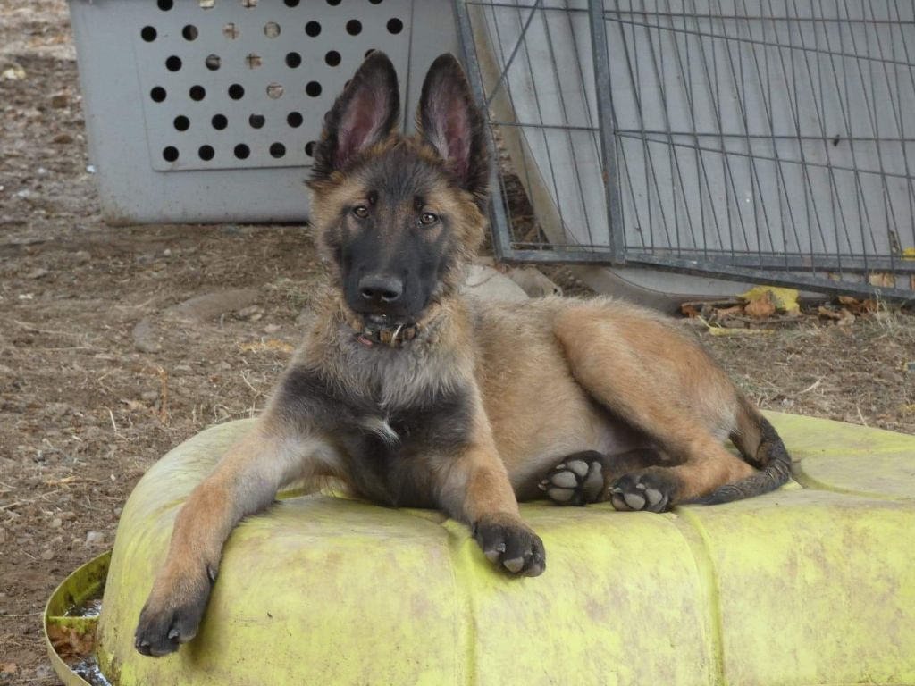 Titan dit hunter Des Crocs Du Quercy