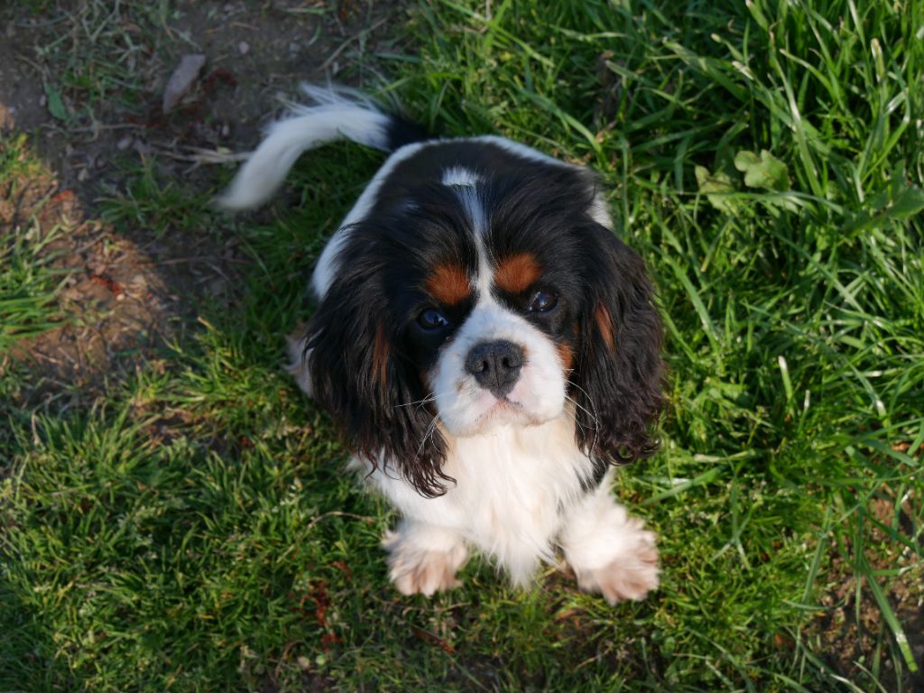 Les Cavalier King Charles Spaniel de l'affixe   Du Domaine De La Maisonnette