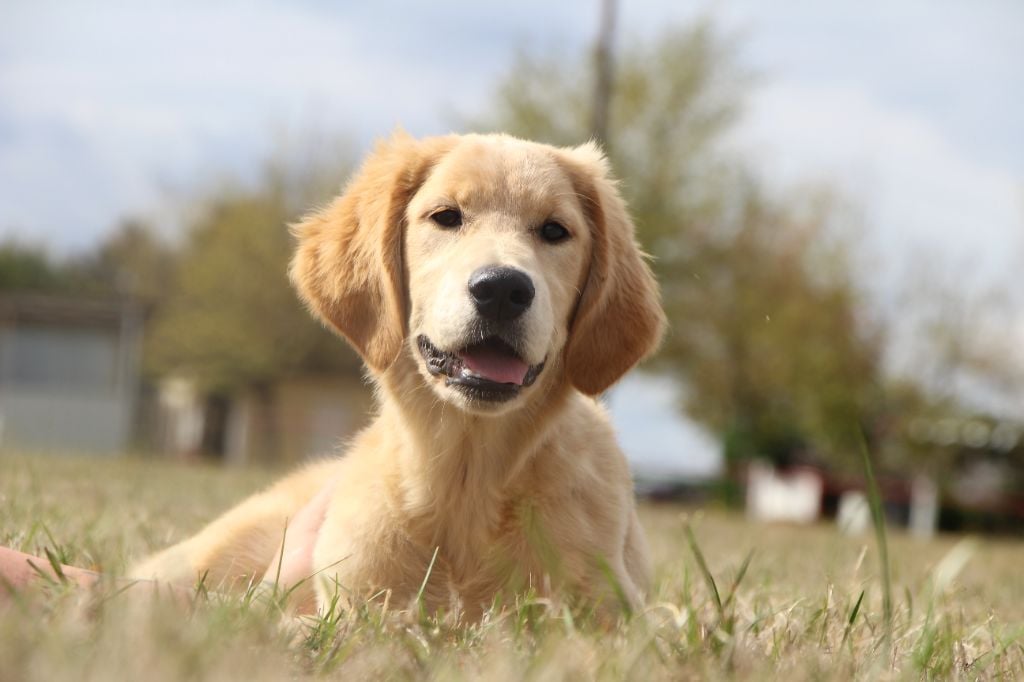 Les Golden Retriever de l'affixe   Prestige Line