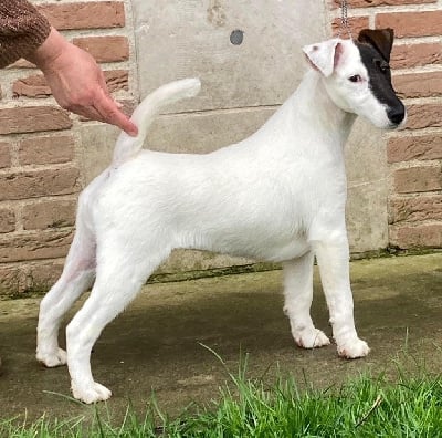 https://chiens-de-france.com/photo/chiens/2022_09/tn200/TN200_chiens-Fox-Terrier-Poil-lisse-3b7667d1-2d86-3944-2197-7ef78c10c6cc_min.jpg