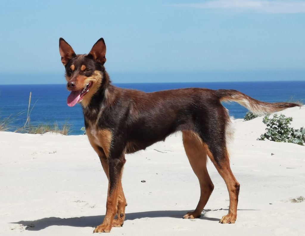 Les Australian Kelpie de l'affixe   De FinBerYo