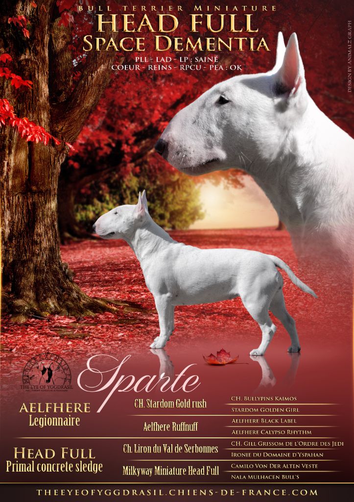 Les Bull Terrier Miniature de l'affixe   The Eye Of Yggdrasil