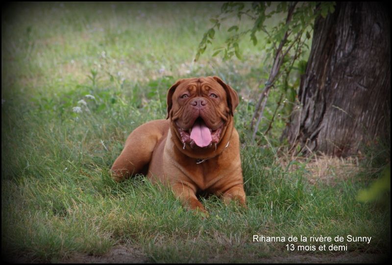 Les Dogue de Bordeaux de l'affixe   Passione Della Vita