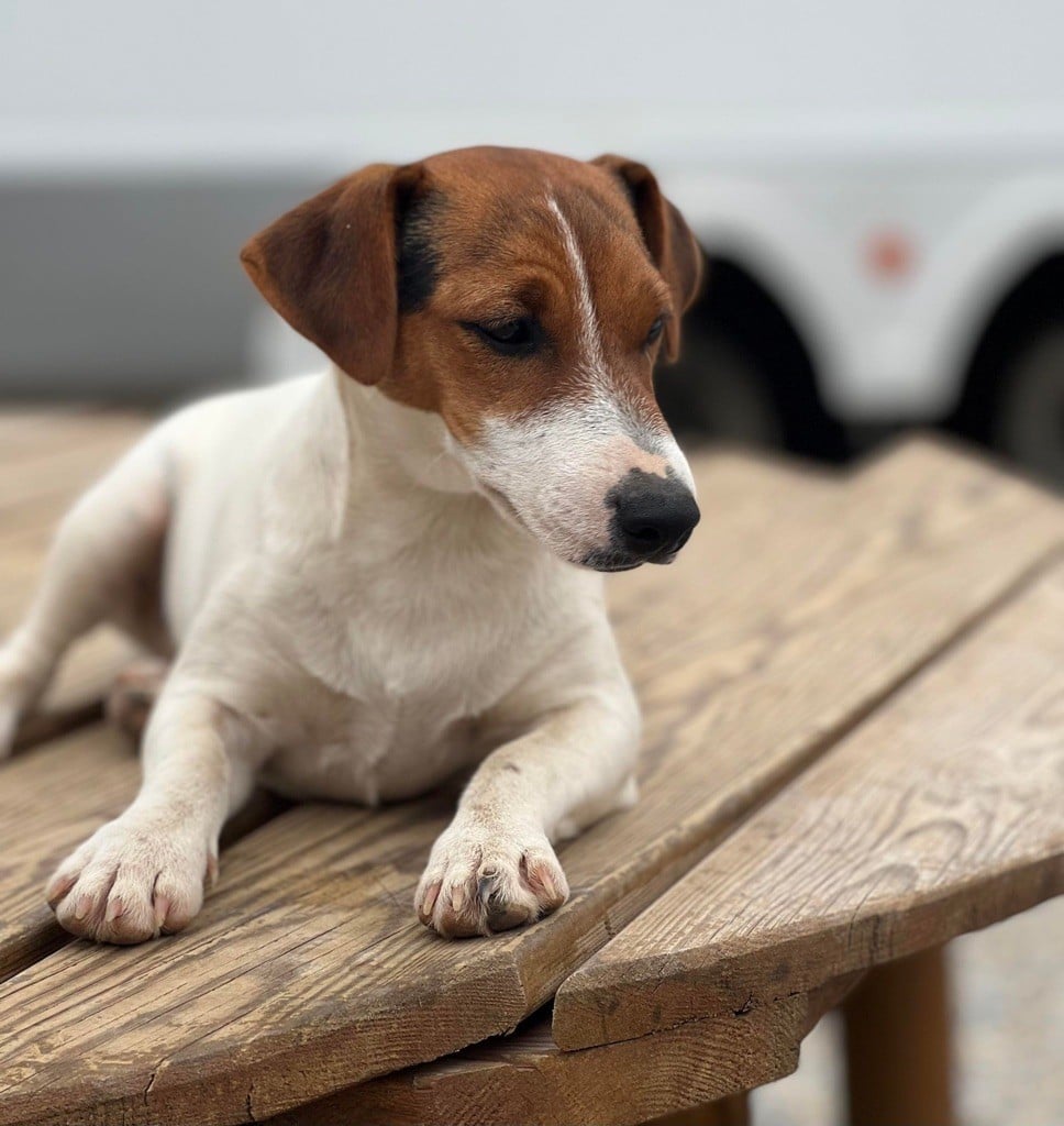 Les Jack Russell Terrier de l'affixe   Des Niglots Du Gard