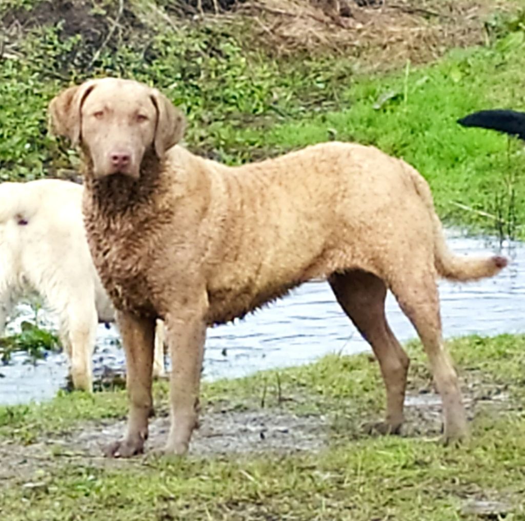 Les Retriever de la baie de Chesapeake de l'affixe   Du Marais De Lasné