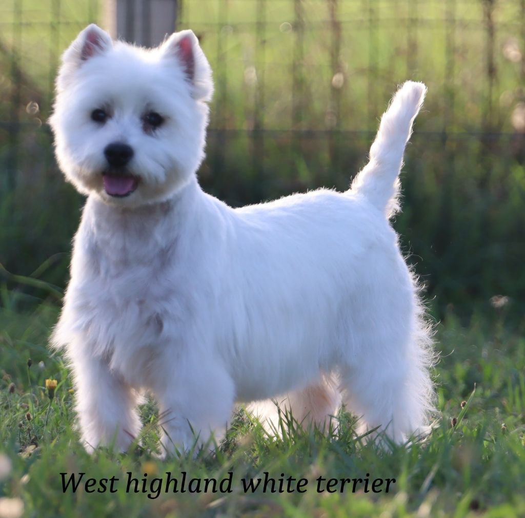 Les West Highland White Terrier de l'affixe   Du Royaume Du Wakanda