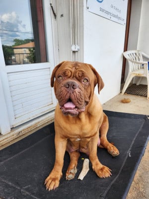 https://chiens-de-france.com/photo/chiens/2022_10/tn200/TN200_202605111422136a01c9f58b6dc.jpg