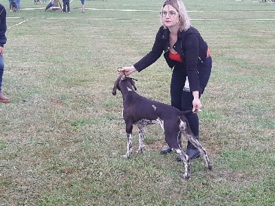 https://chiens-de-france.com/photo/chiens/2022_10/tn200/TN200_chiens--723de05d-1a12-5734-ad81-62c34b10d190_min.jpg