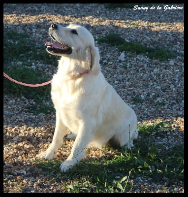 https://chiens-de-france.com/photo/chiens/2022_10/tn200/TN200_chiens-Golden-Retriever-eba5d51d-45ec-bd84-5d42-fed470aa1235_min.jpg