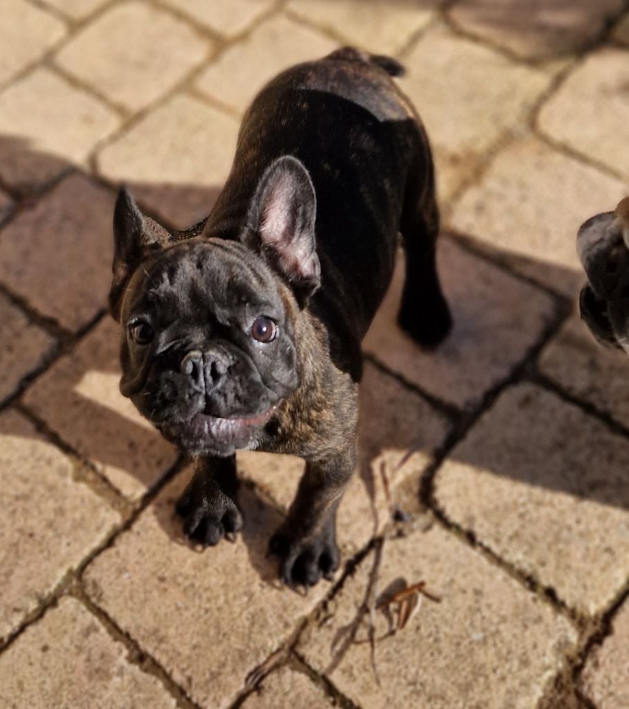 Les Bouledogue français de l'affixe   Laura Dompe