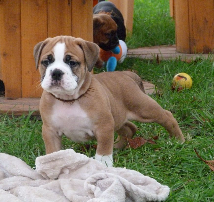 Les Bulldog continental de l'affixe   des Terres de Groie