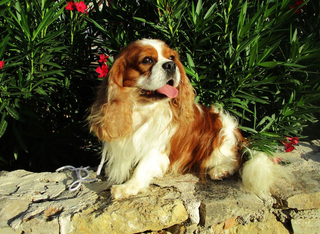 Les Cavalier King Charles Spaniel de l'affixe   Des roches du mettey