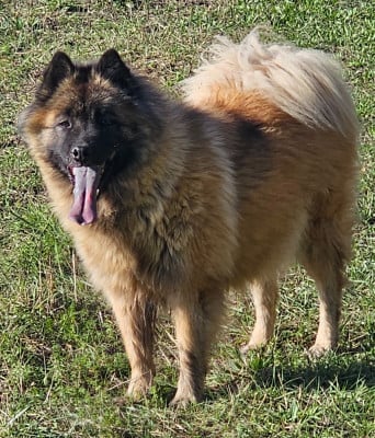 https://chiens-de-france.com/photo/chiens/2022_11/tn200/TN200_202512281435426951322e06cc5.jpg
