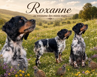 https://chiens-de-france.com/photo/chiens/2022_11/tn200/TN200_202605261841466a15cd4a88eb7.jpg