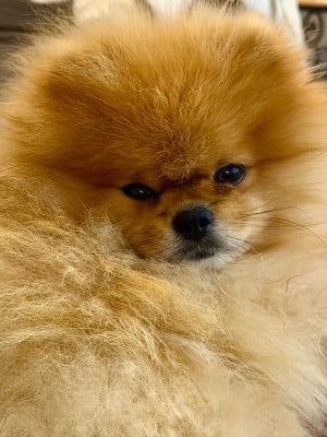 Velikolepnaya zvezda almaz (Sans Affixe)