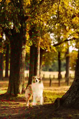 Stars hollow ace In Parigi