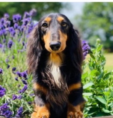 luna caprese Gato del sol