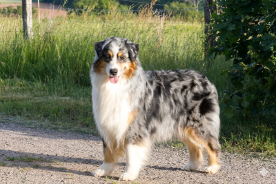 https://chiens-de-france.com/photo/chiens/2022_12/tn200/TN200_202605130701556a0405c38173e.png