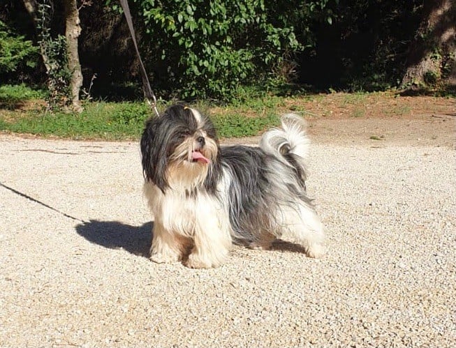 Les Shih Tzu de l'affixe   Des Legendes Du Sud