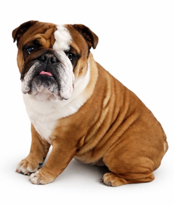 Shocobon (Sans Affixe)