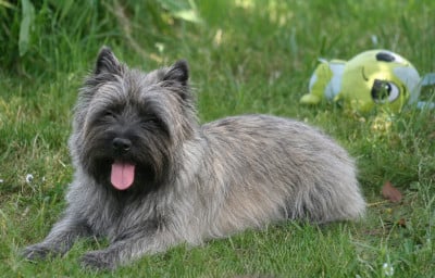 https://chiens-de-france.com/photo/chiens/2023_01/tn200/TN200_202606011544506a1d8cd29e13c.jpg