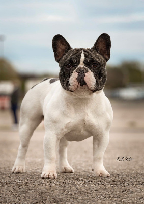 Sparrow des Caubes de la Morganeraie