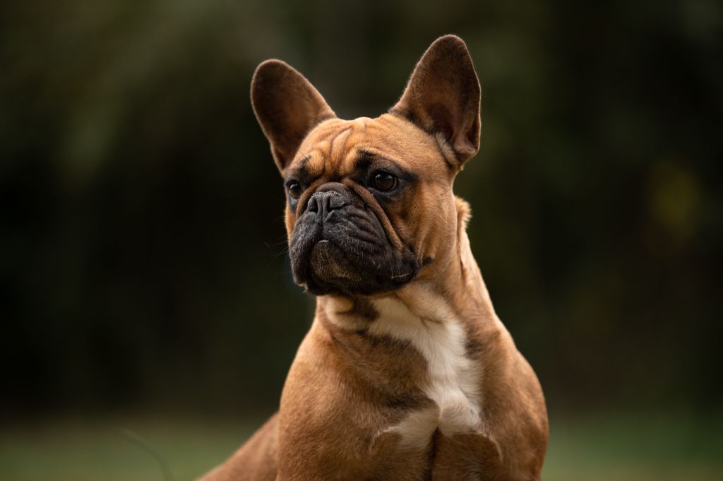 Les Bouledogue français de l'affixe   Les Joyaux de la Vallee