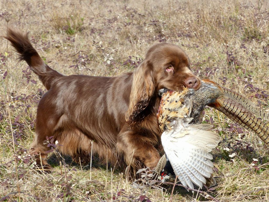 Les Sussex Spaniel de l'affixe   Du Val d'Isatis