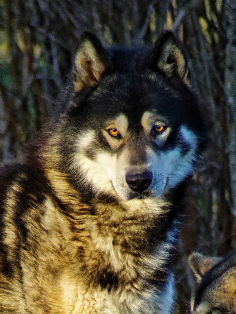 Shaka ponk of Lapland Polarlights