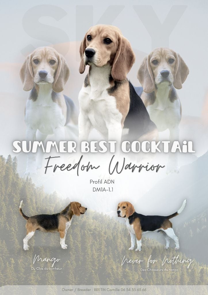 Les Beagle de l'affixe   Freedom Warrior