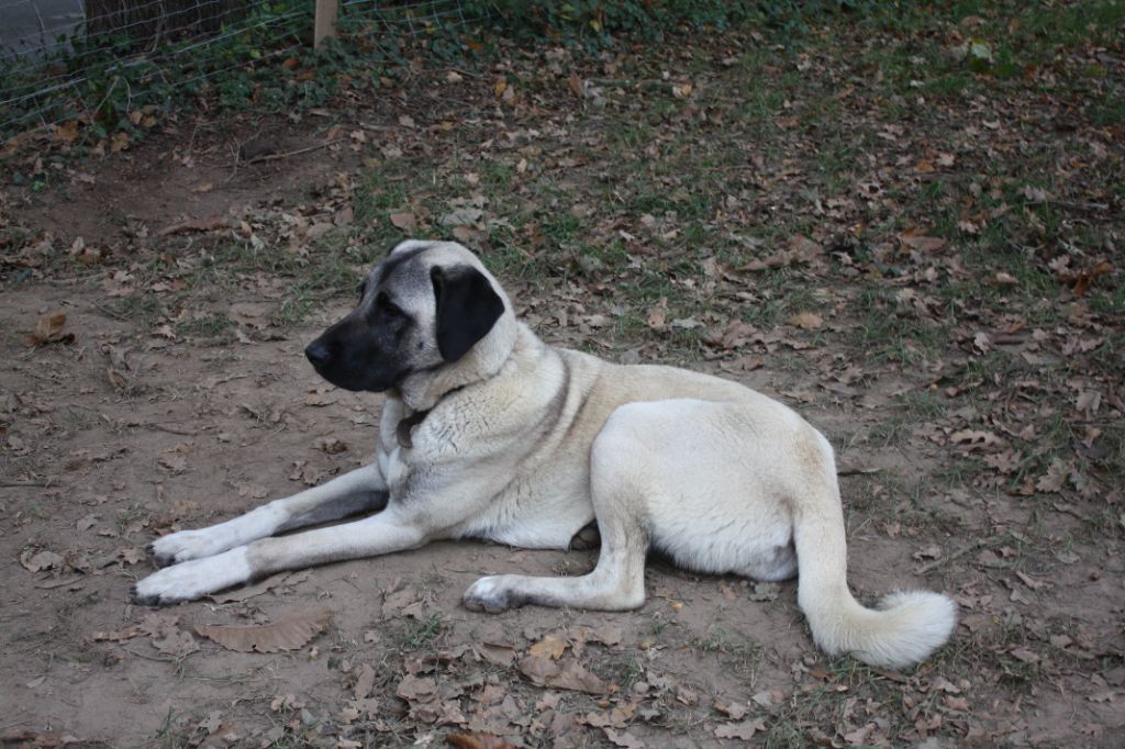 Les Berger Kangal de l'affixe   de la Lande du Loup Pendu