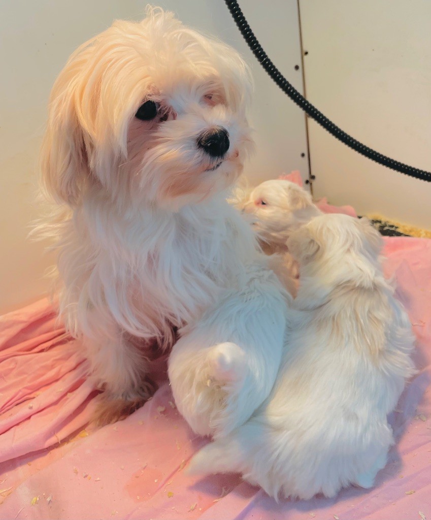 Les Bichon maltais de l'affixe   Du Fort De Circé