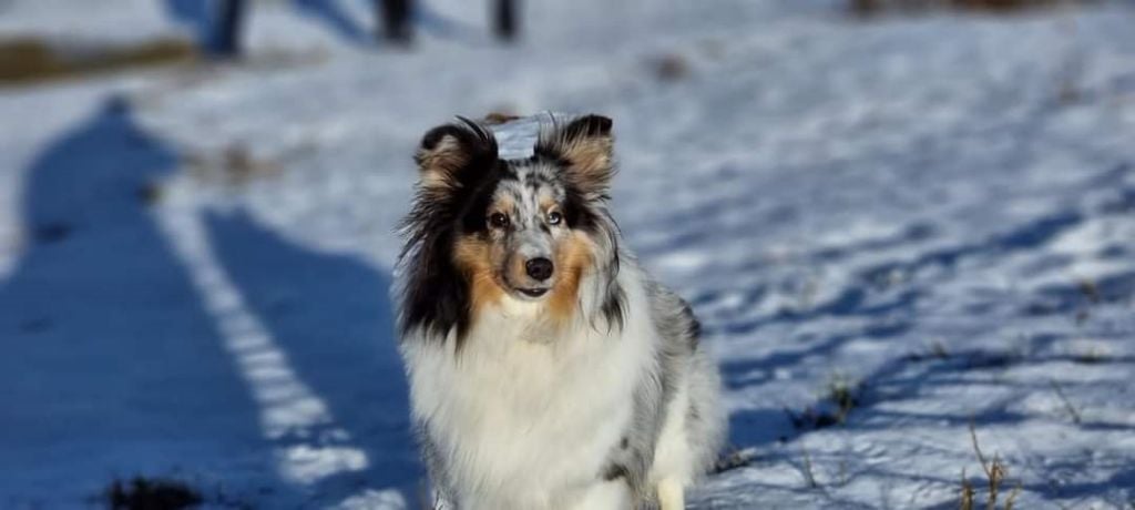 Roxie bleue des Crocs de Provence