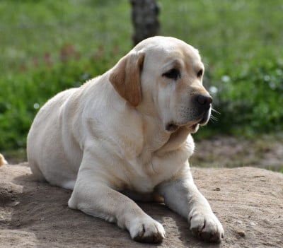 https://chiens-de-france.com/photo/chiens/2023_02/tn200/TN200_2026030619211469ab1b1a6079b.jpg
